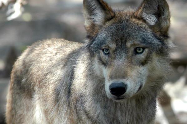 A gray wolf is pictured at the Wildlife Science Center in Forest Lake, Minn.
