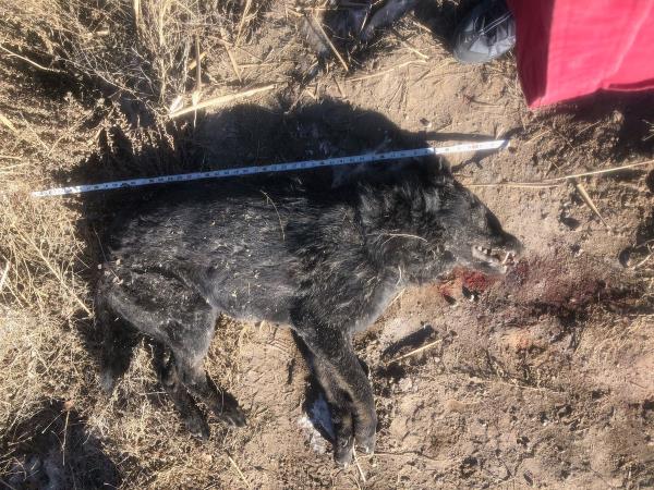 An animal that wildlife officials say could be a wolf or a wolf hybrid is pictured dead on the side of U.S. Route 40 near Duchesne on Tuesday, Jan. 4, 2022. The carcass will undergo testing to determine whether it is a wolf or a hybrid.