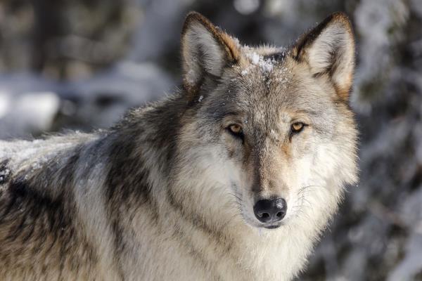 这个季节，黄石国家公园的狼被杀死的数量是自1995年该物种重新引入以来最多的