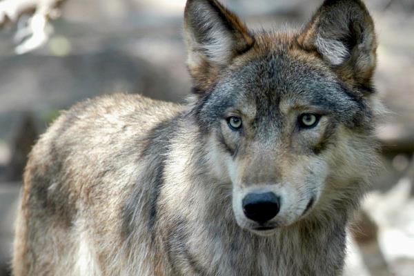 它是狼，还是狼狗的混血儿?野生动物官员在杜赫发现狗的尸体后进行调查