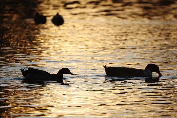 犹他州春天湖的排水引起了人们对羽毛居民的关注