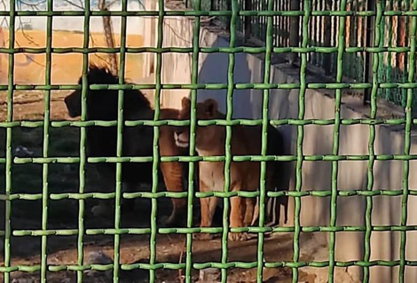 母狮杀死饲养员，与配偶逃出伊朗动物园