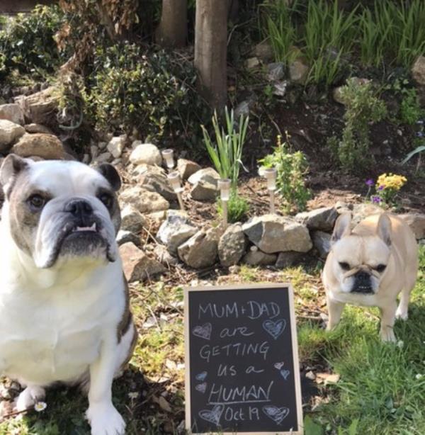 two dogs next to a board announcing that mum and dad are getting a human