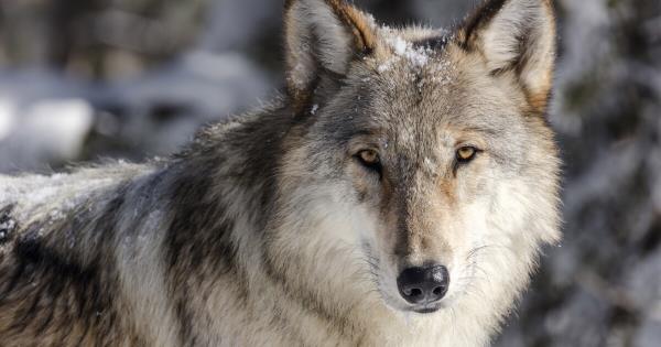 USFWS: 10(j)科罗拉多州狼重新引入规则将于12月生效
