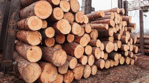 Juken工厂关闭:由于松木产品需求下降，60名工人将失业